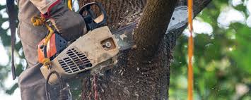 How Our Tree Care Process Works  in  Altamont, NY